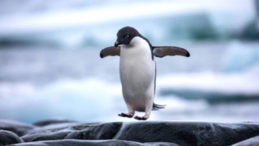 ¡Tierno paseo! Ante cierre de acuario pingüinos salen de excursión a estadio: VIDEO