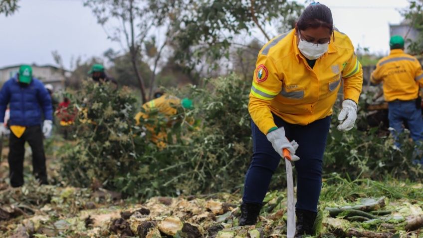 Sedema realiza acciones para proteger al nopal en Milpa Alta