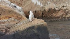 Descubren "raro" pingüino blanco las islas Galápagos: FOTOS