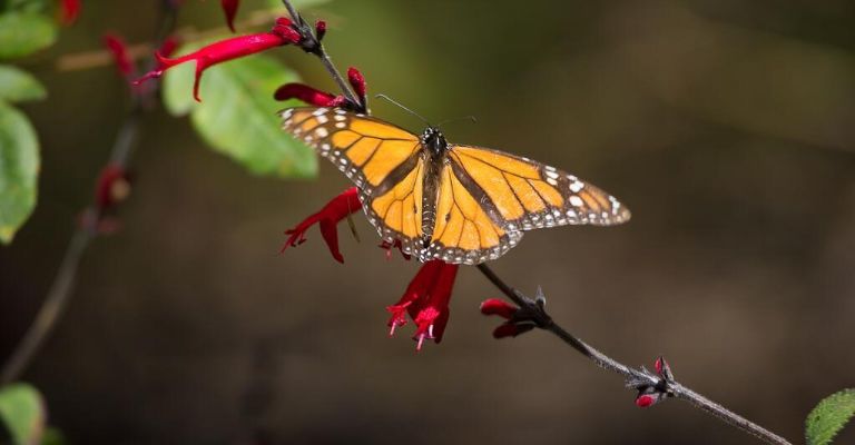 mariposa