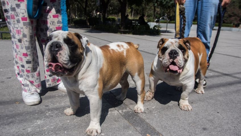 ¡Atención! Los perros padecen Alzheimer; así lo puedes detectar