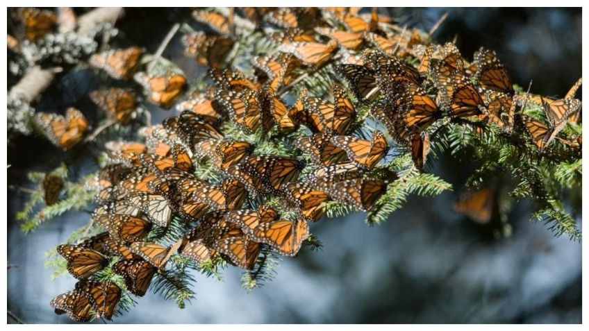 Covid-19: Habrá Código de Conducta al visitar los Santuarios de la Mariposa Monarca en Michoacán FOTOS