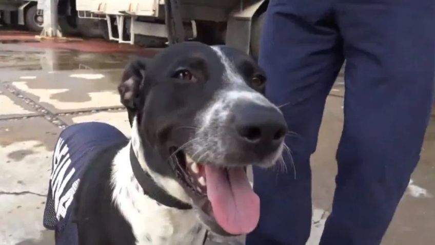 Perritos rescatados por la Marina ahora son soldados del amor... ¡Y ya tienen NOMBRE!