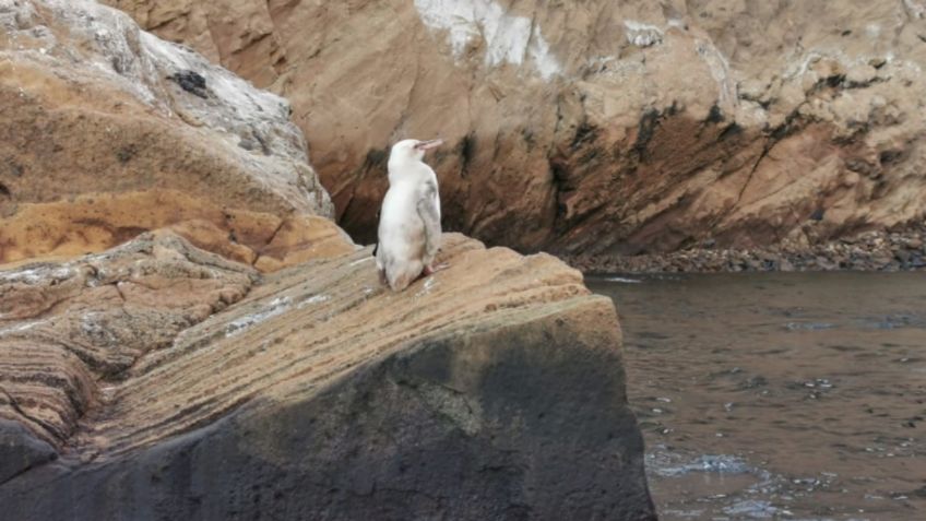 Descubren "raro" pingüino blanco las islas Galápagos: FOTOS