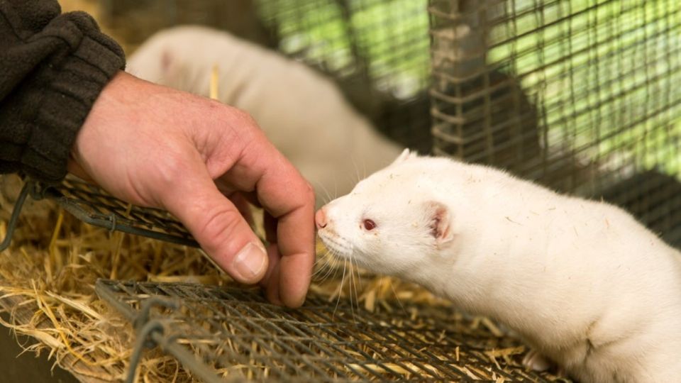 Los científicos daneses explicaron que esta situación se da debido a los gases que se generan ante la descomposición. FOTO: ESPECIAL