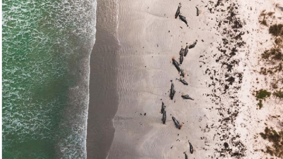 97 ballenas piloto quedaron varadas en una isla de Nueva Zelanda
FOTO: Twitter