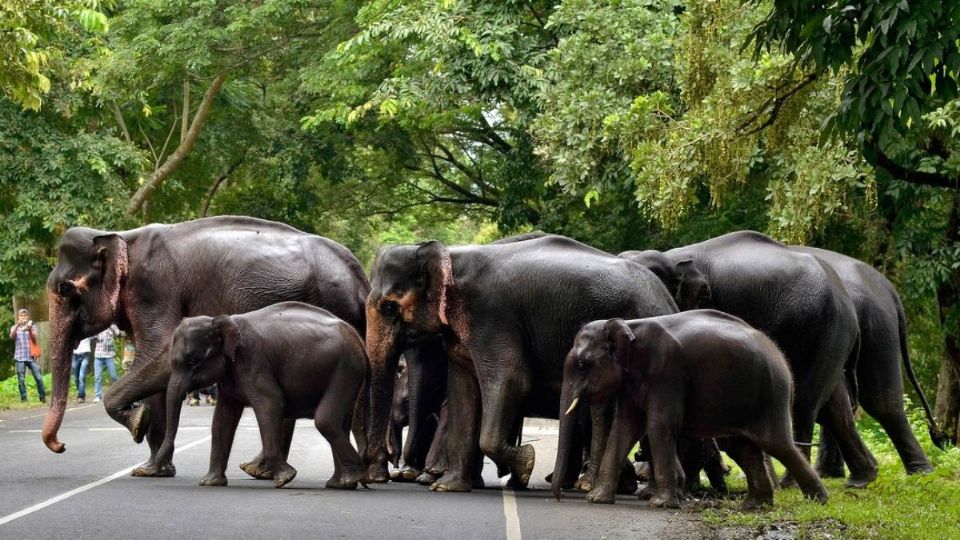 Los elefantes fueron atacados en la India. Foto: Reuters