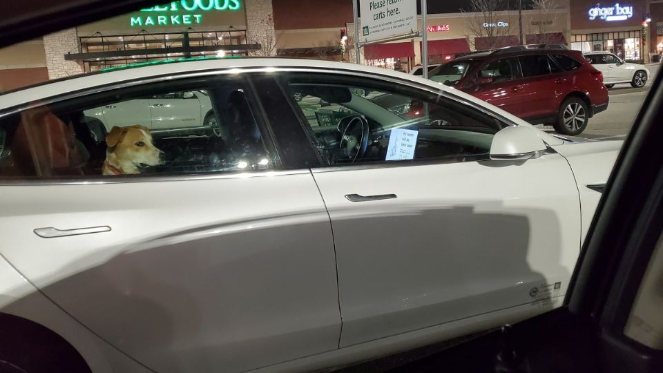 El perrito esperaba paciente a su amo afuera del Supermercado. Foto: Especial