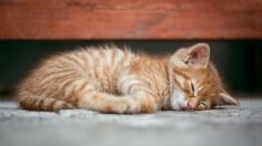 ¿En qué postura duerme tu gato? Esto es lo que significa cada una