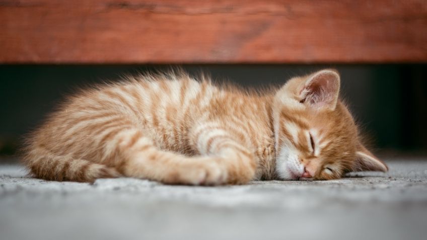 ¿En qué postura duerme tu gato? Esto es lo que significa cada una