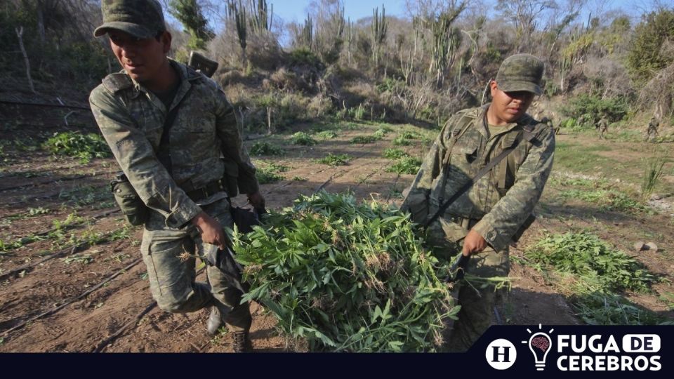 Crimen organizado en México. Foto: Cuartoscuro