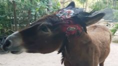 Indigna en redes uso de burro como mascota en hotel de Tulum 