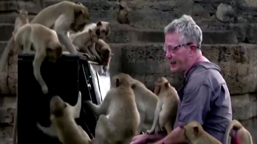 VIDEO VIRAL: Músico toca concierto de piano para monos en Tailandia