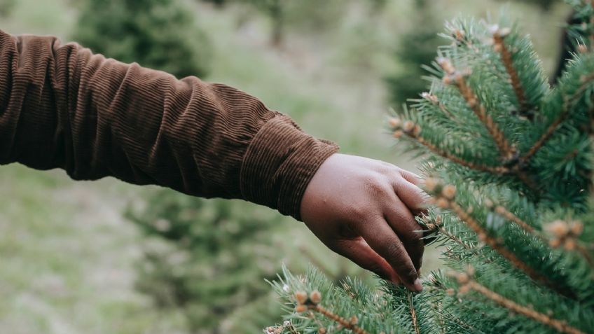 Navidad: ¿Cuánto cuesta un árbol natural y qué opciones ecológicas existen?