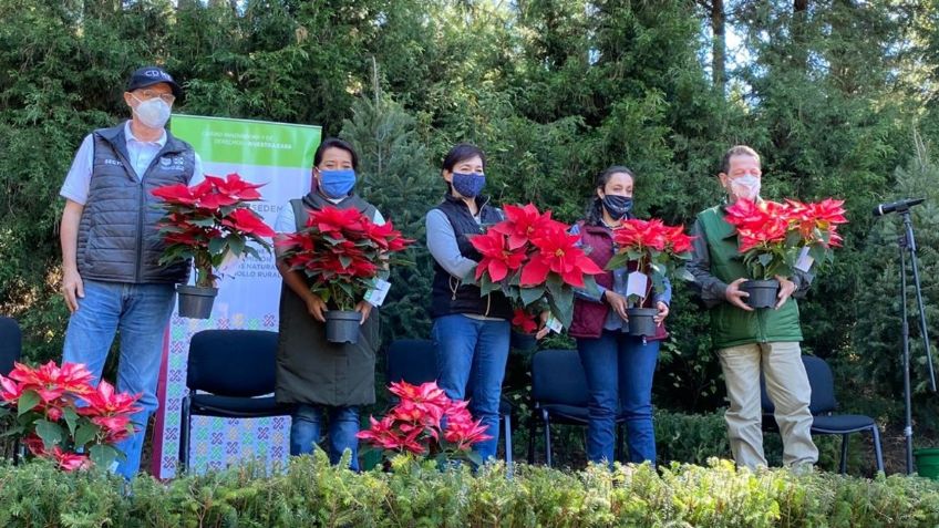 Arranca en la Ciudad de México temporada de corte y venta de árboles navideños