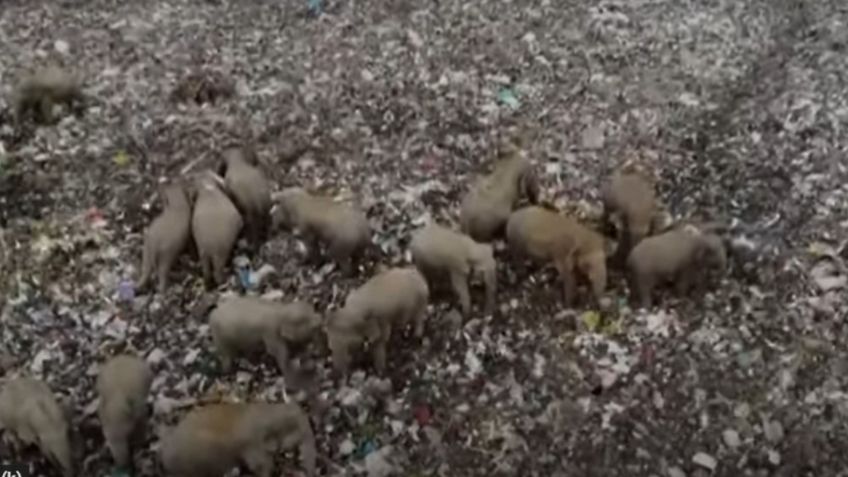 ¡Indignante! Dron graba a elefantes mientras comen basura en Sri Lanka: VIDEO