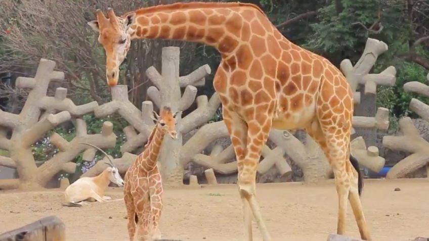 ¡Es hermosa! Jifarita nace en el Zoológico de Chapultepec