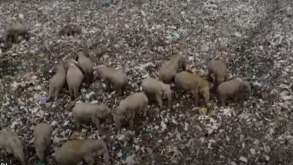 En 2019 murieron cerca de 361 elefantes a causa de este grave problema. Foto: Especial