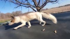 Captan a zorrito jugando en trampolín y ENTERNECE las redes sociales: VIDEO