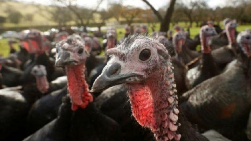 ¡Lo que faltaba! Inglaterra halla brote de gripe aviar en granja de pavos; sacrifican a 10 mil aves