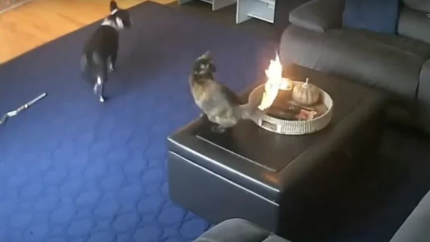 VIDEO VIRAL: ¡Ni se inmuta! Gatito sorprende con su inusual reacción al ver que su cola arde en llamas