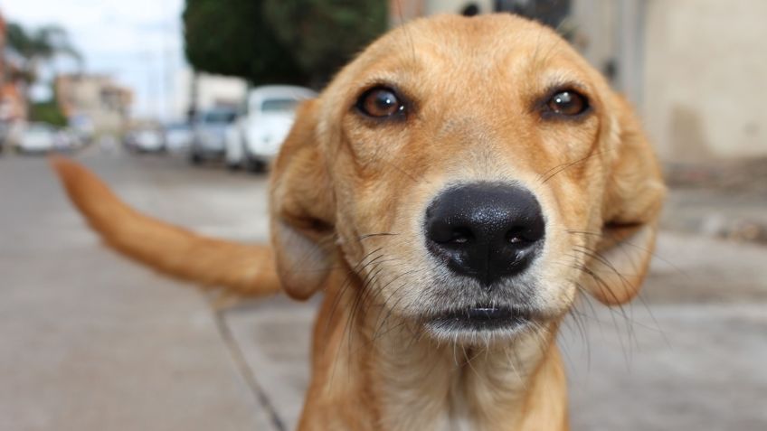 ¡Lamentable! perritos son atacados con ácido, veneno y clavos en Tamaulipas