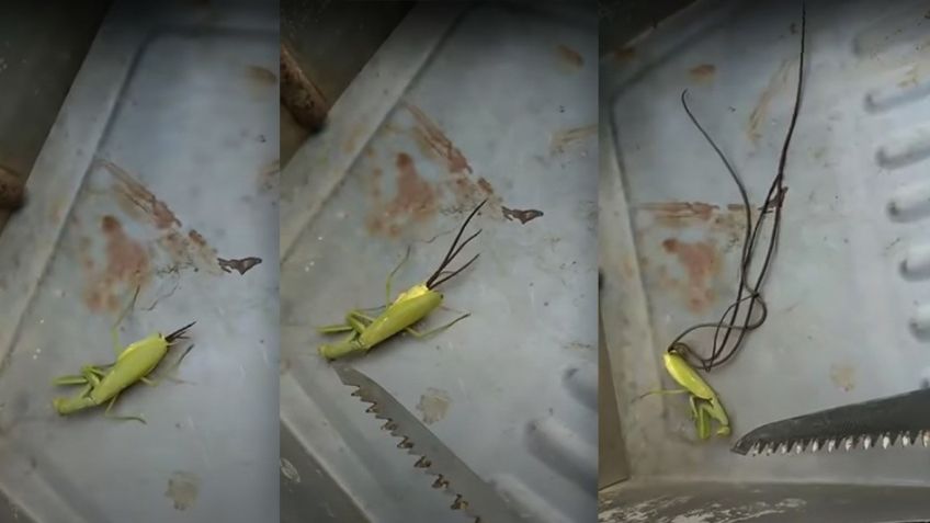 Impactante VIDEO muestra cómo unos largos tentáculos perforan la cola de una mantis