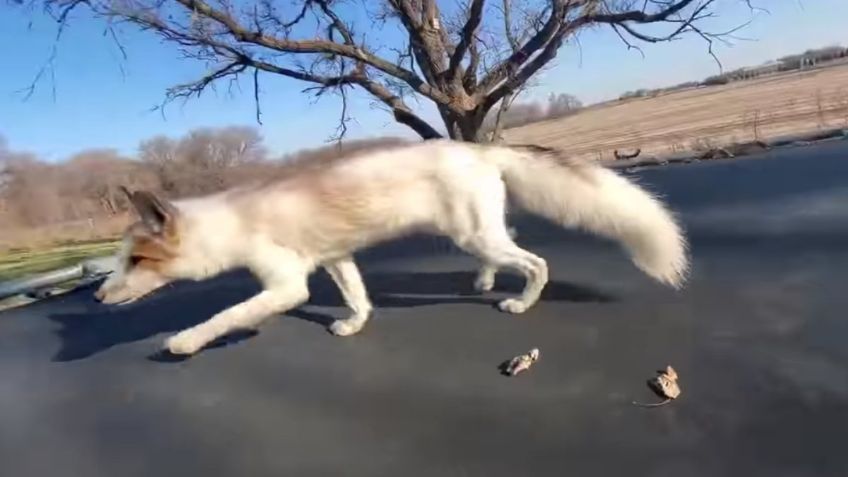 Captan a zorrito jugando en trampolín y ENTERNECE las redes sociales: VIDEO