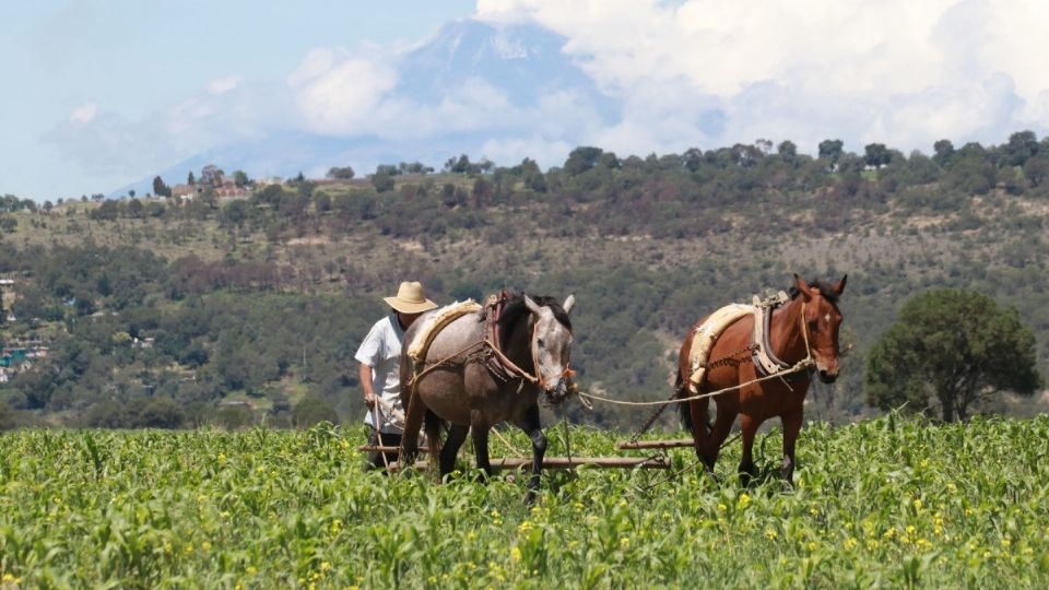 La Secretaría de Agricultura y Desarrollo Rural detalló que tres cultivos básicos -arroz, maíz y trigo- proporcionan 60% de la ingesta energética en el mundo. Foto: Cuartoscuro