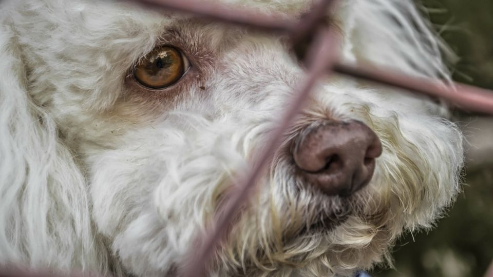 Seis años de prisión y multa a quienes abandonen a sus mascotas. Foto: Especial