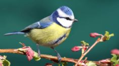 ¡Héroe! Pajarito se estrella contra una ventana y otra ave lo revive: VIDEO