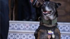 Así puedes adoptar a un perrito jubilado del Ejército Mexicano; aquí los requisitos