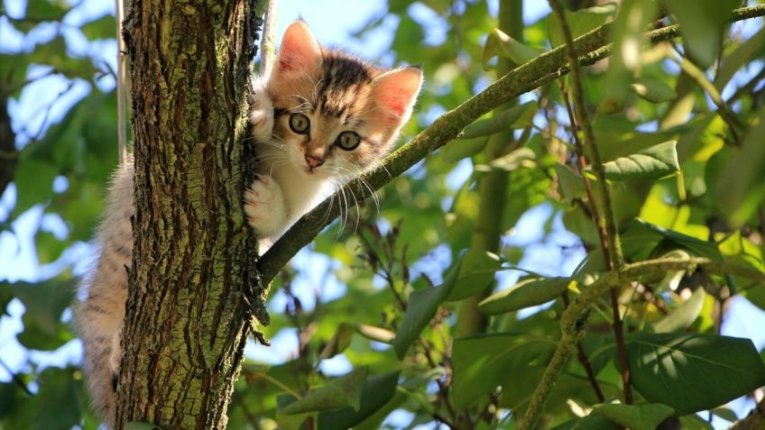 Gato se ausenta tres días y regresa con “deuda” por robar pescado: FOTO