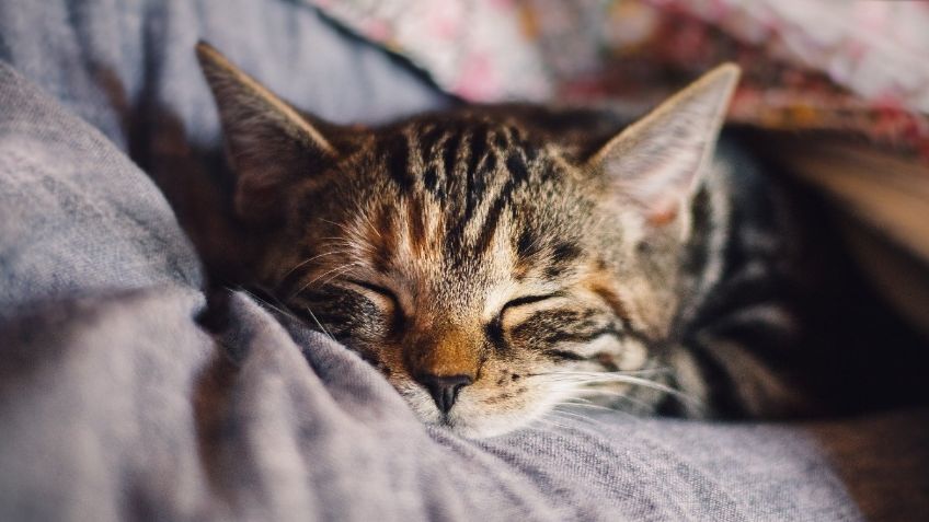 Cinco gatos más hogareños que sin duda te ROBARÁN el corazón: FOTOS