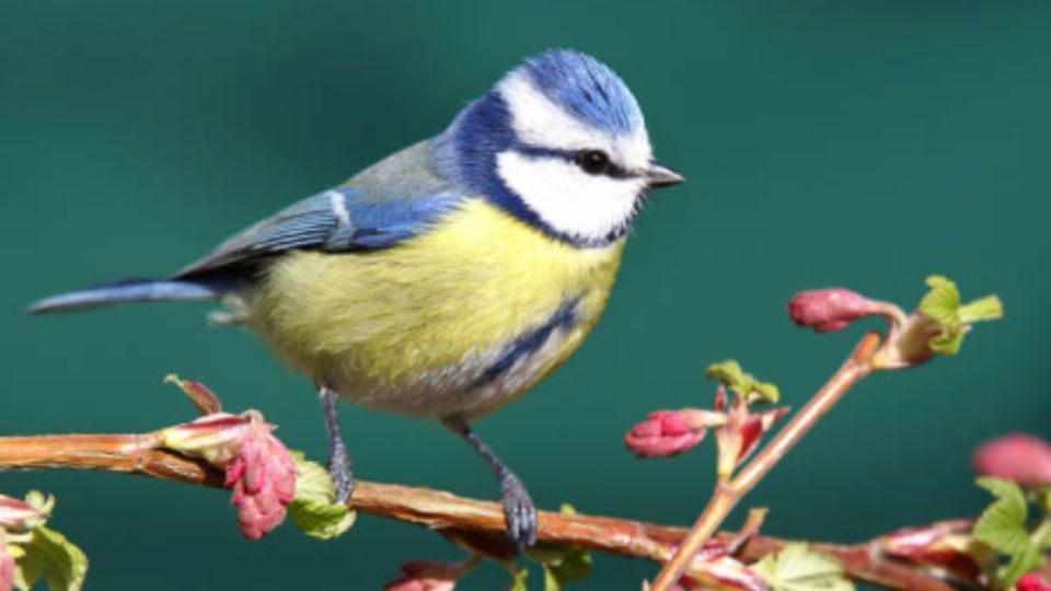 Pájarito revive a su compañero tras estrellarse en una ventana. Foto: iStock