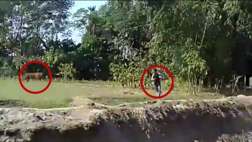 VIDEO VIRAL: ¡De milagro! Hombre sobrevive tras ser atacado por feroz tigre de bengala