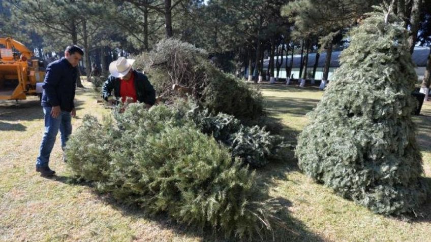 ¡Ya huele a navidad! Conoce los mejores lugares de árboles naturales en la CDMX