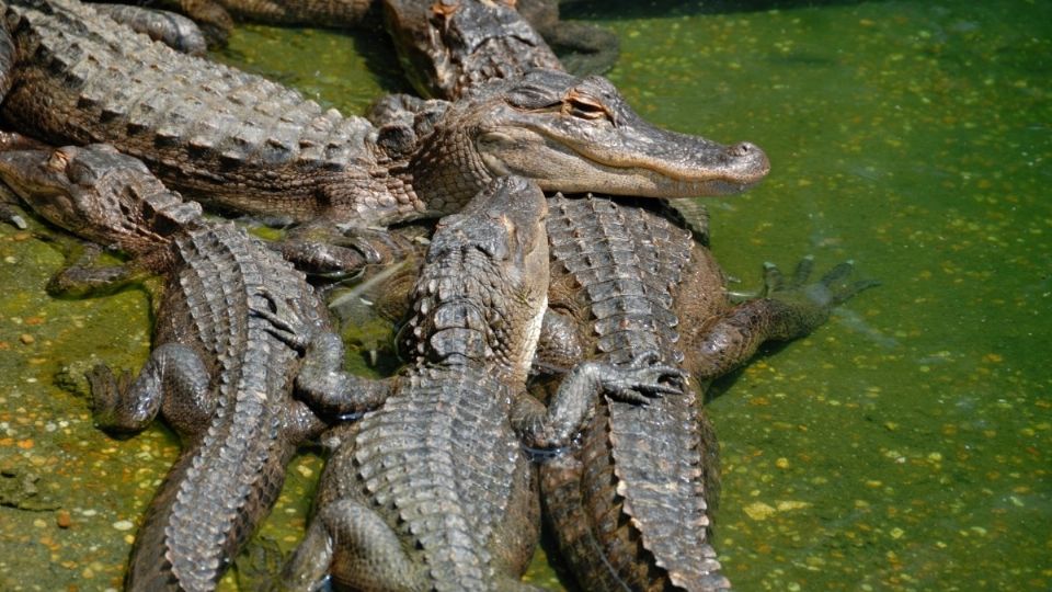 Para obtener el resultado, el equipo de científicos se valió de la combinación de técnicas de imágenes avanzadas con métodos de estudio de la anatomía de estos reptiles. FOTO: ESPECIAL