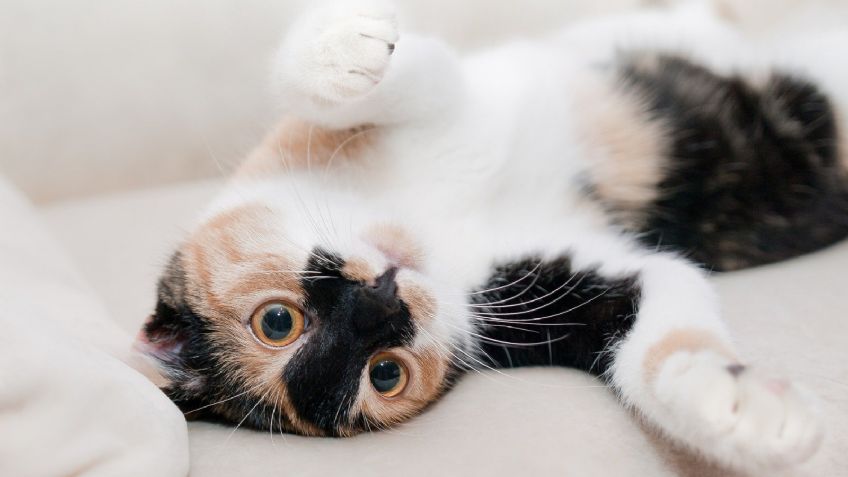 Gatos tricolor; conoce TODO sobre esta raza y sus necesidades