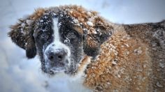 ¿Cómo cuidar a mi perro en tiempos de frío? Te traemos los mejores consejos: VIDEO