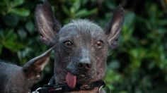 Senado aprueba que el xoloitzcuintle sea adoptado símbolo de la CDMX