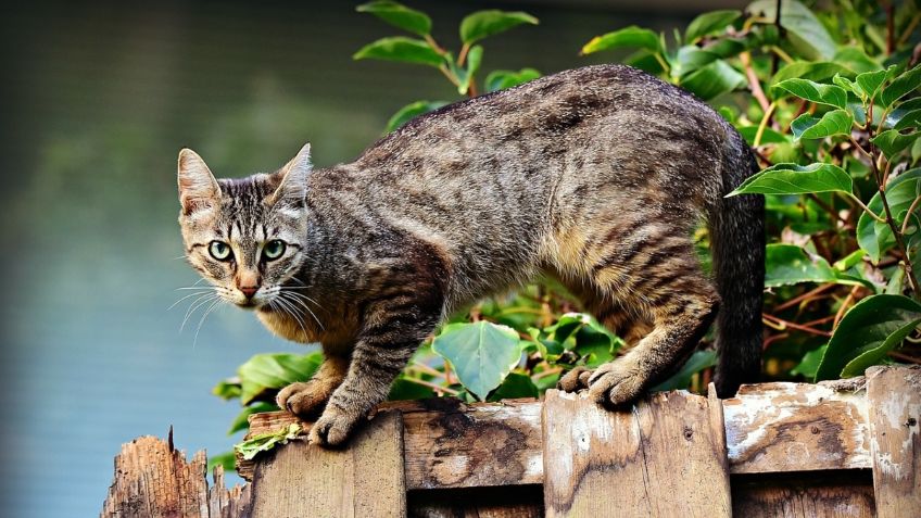 Estos son los gatos más caros del mercado, ¡No seas coda y paga por ellos, Karen!