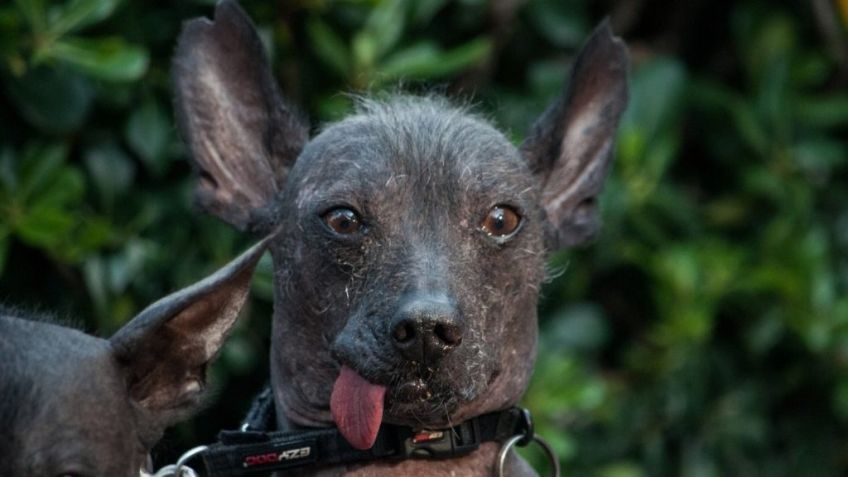 Senado aprueba que el xoloitzcuintle sea adoptado símbolo de la CDMX