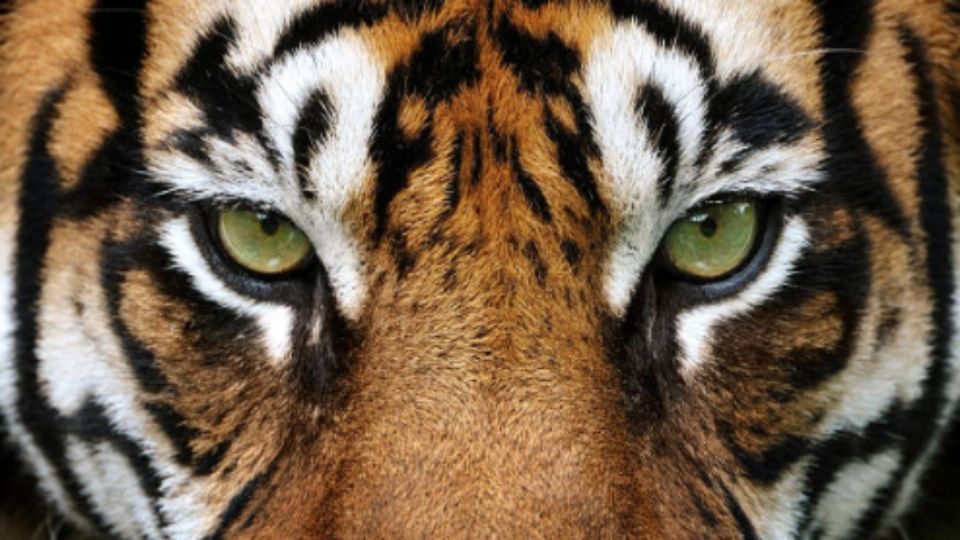 Raro ejemplar de tigre negro es captado en la India. Foto: iStock