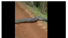 VIDEO VIRAL: Captan a anaconda gigante en carretera de Brasil; guiaba horda de víboras