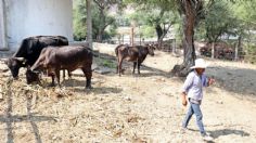 Por aumento en los costos de los fertilizantes, piden subsidios para el campo en el Edomex