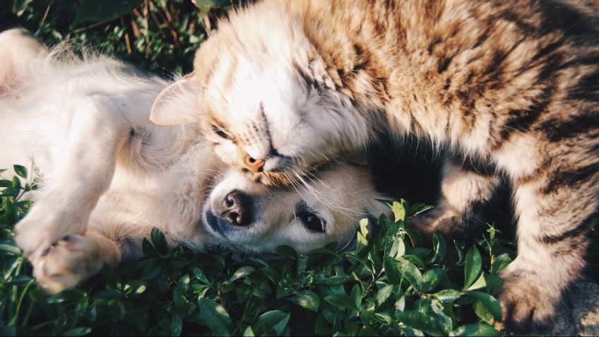 ¡Cuida a tus mascotas! Perritos y gatitos también padecen fobias y éstas son las más comunes