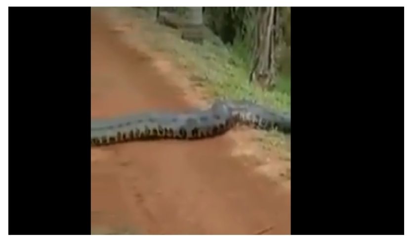 VIDEO VIRAL: Captan a anaconda gigante en carretera de Brasil; guiaba horda de víboras