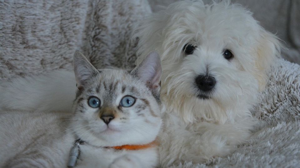 Tener un perro o gato ya no será un problema para mudarte de casa.