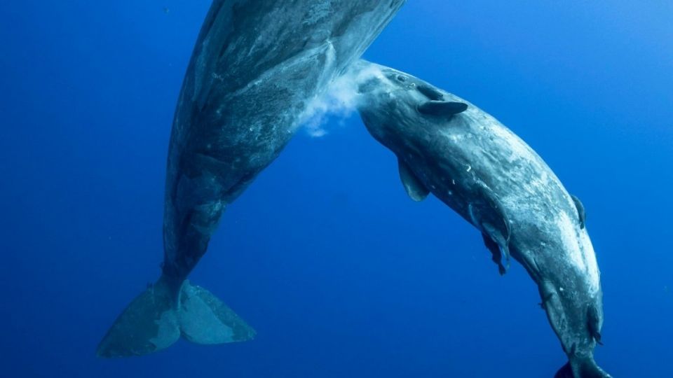 El fotógrafo marino Mike Korostelev tomó la foto. Foto: Instagram Mike Korostelev